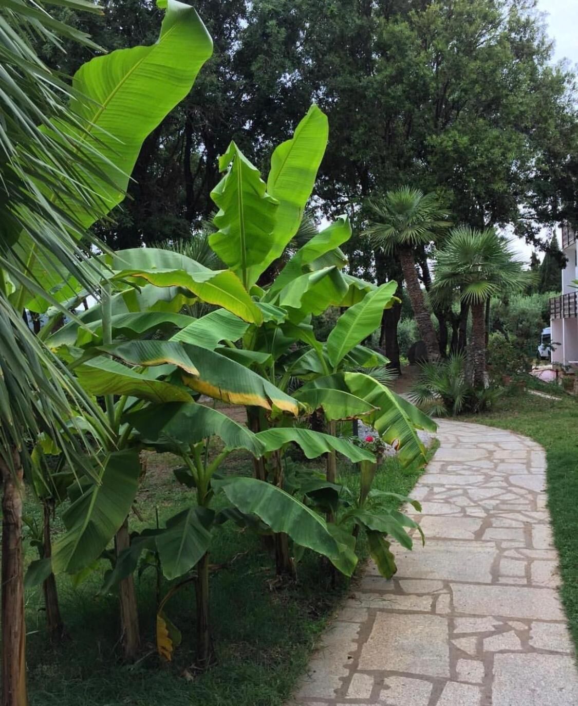 A stone pathway leading through a garden with large banana plants and palm trees.