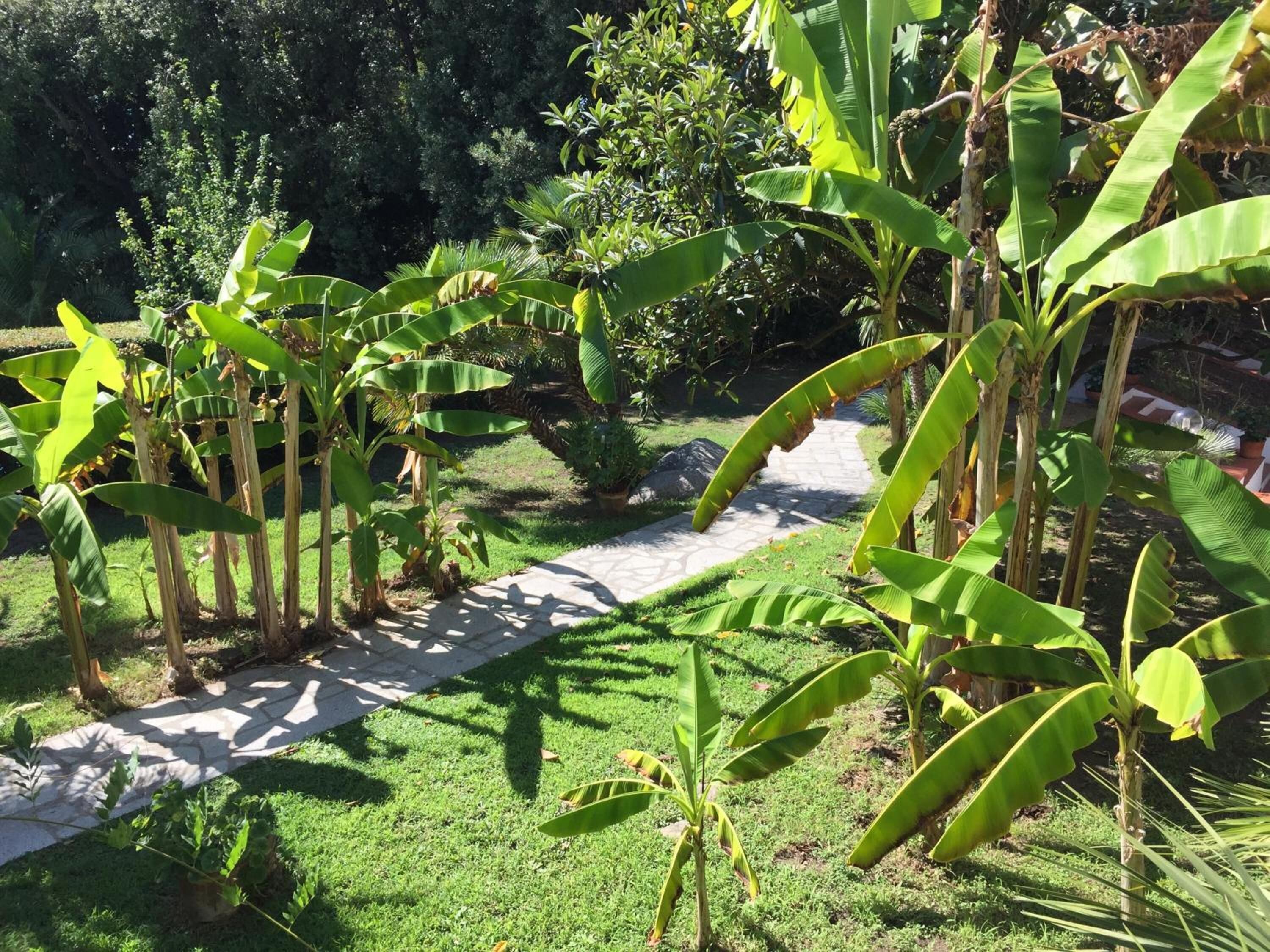 Un giardino con palme da cocco e un vialetto in pietra.