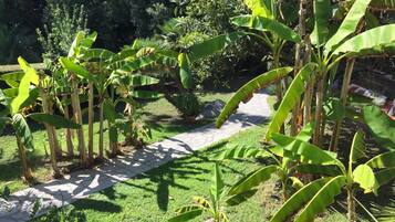 Un giardino con palme da cocco e un vialetto in pietra.