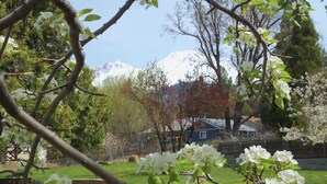 A view of a garden with blooming trees and a mountain in the background.