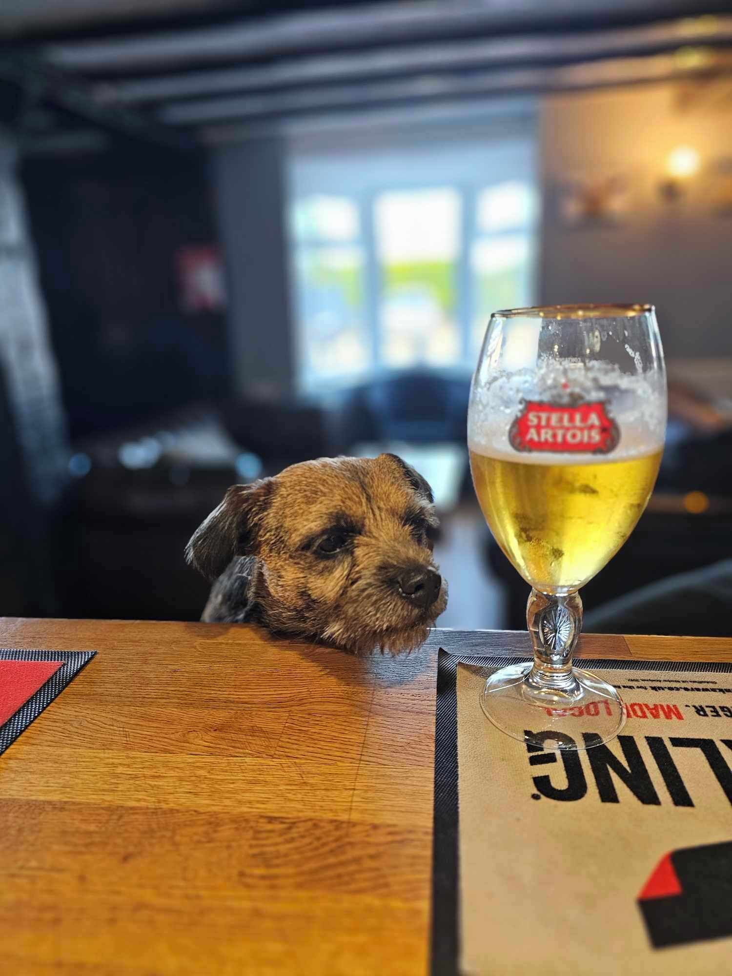 Un cane che sbircia sopra un tavolo con un boccale di birra etichettato "STELLA ARTOIS" e un menu con la scritta "MADISON LOU".