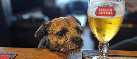Un cane che sbircia sopra un tavolo con un boccale di birra etichettato "STELLA ARTOIS" e un menu con la scritta "MADISON LOU".