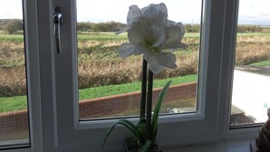 A window with a white flower in a pot, a view of a grassy field, and a brick wall. - The Haven Inn (Barrow upon Humber)