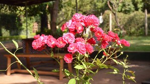 Un jardin avec des fleurs roses et un banc en bois.