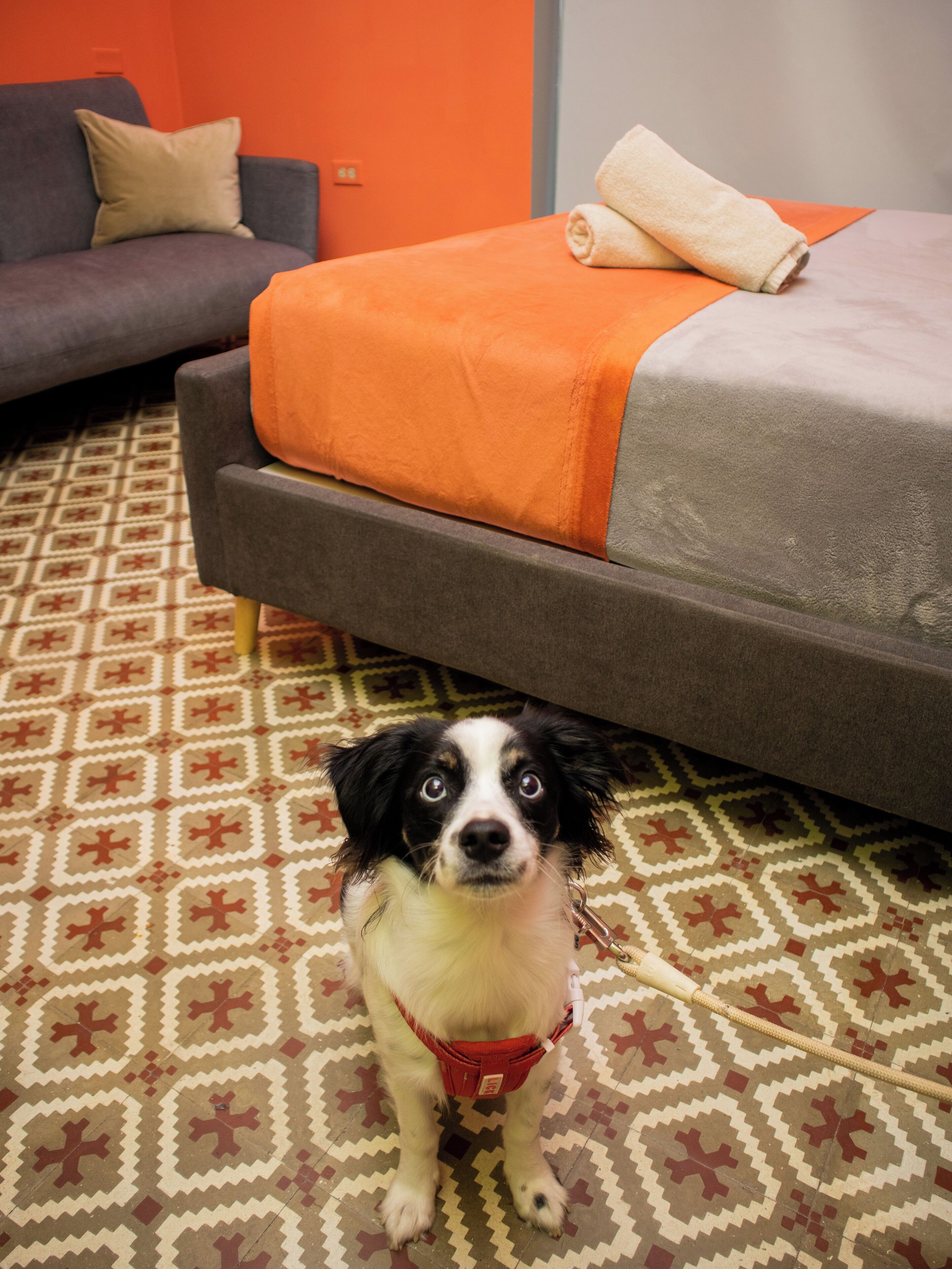 A dog in a red harness sitting on a patterned floor with a bed and sofa in the background.
