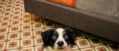 A dog in a red harness sitting on a patterned floor with a bed and sofa in the background.