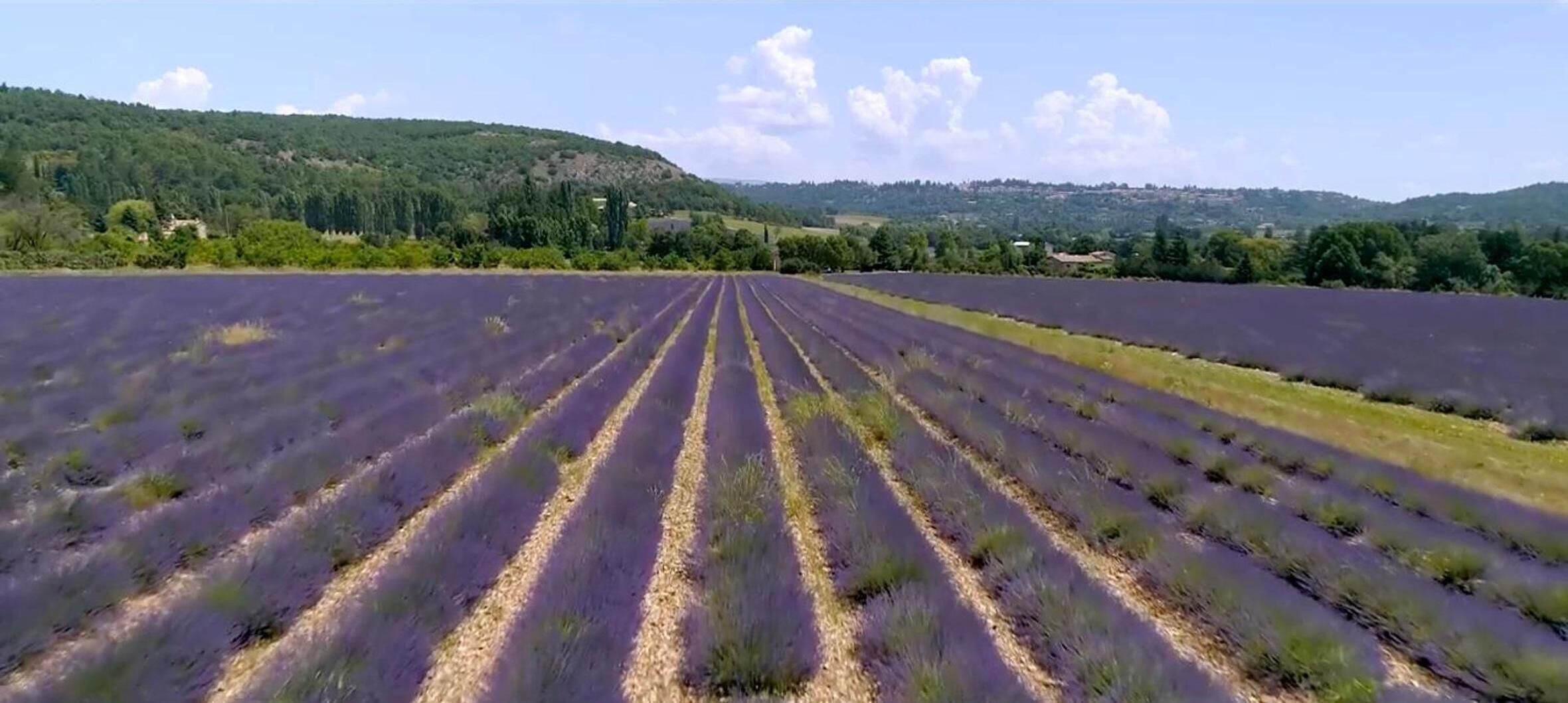 Un champ de lavande avec des rangées de plantes.