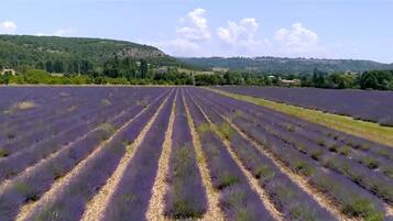 Un champ de lavande avec des rangées de plantes.