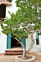 Un árbol en una maceta frente a un edificio con puerta azul y techo de paja.