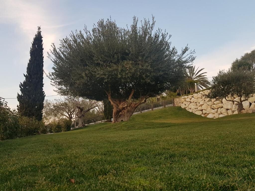 Un área verde y bien cuidada con un gran árbol, un muro de piedra y un alto árbol de hoja perenne.