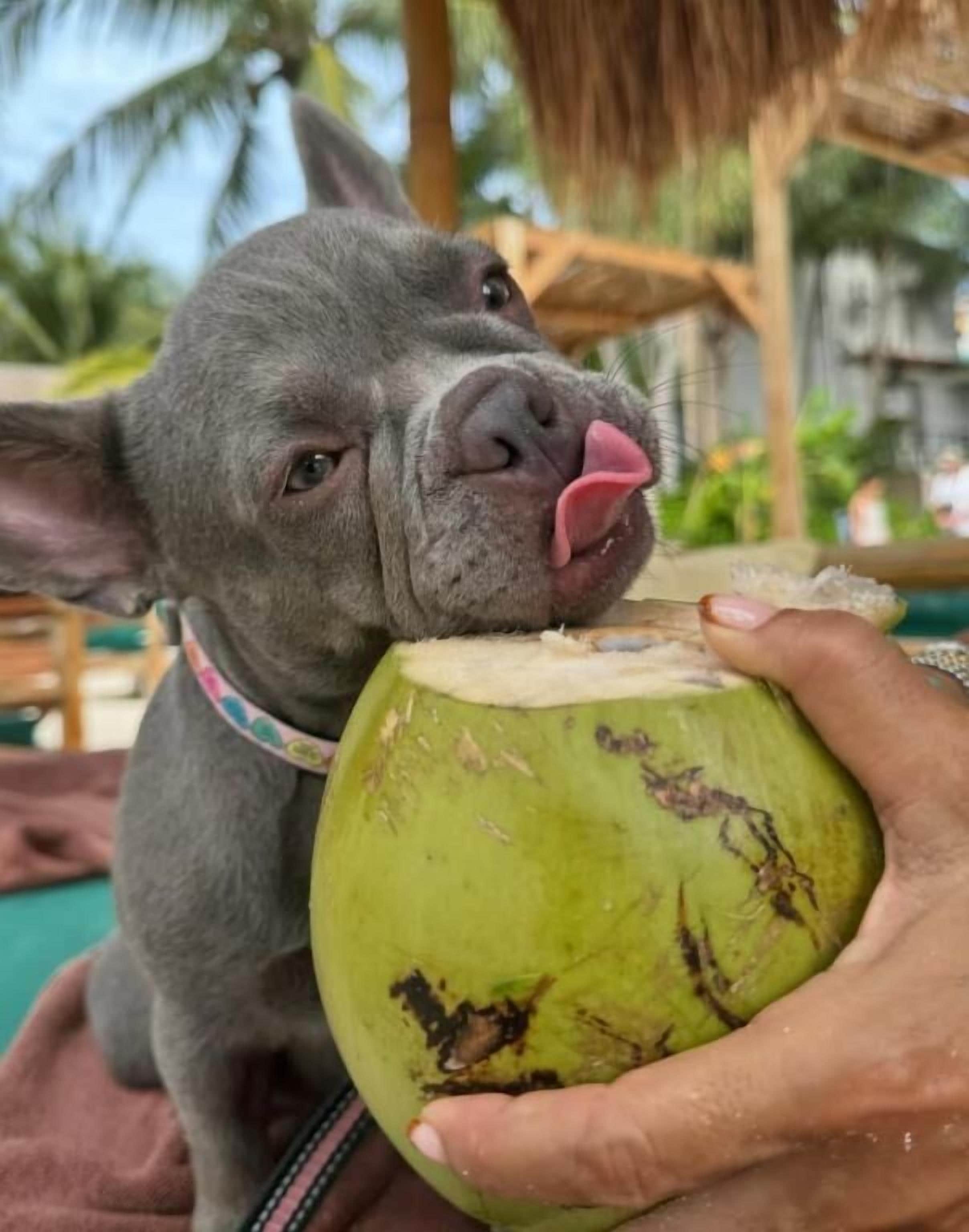 Foto - Mayan Monkey Isla Mujeres - Social Hotel