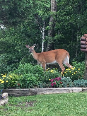 Property grounds - Beech Mountain Gem- Sleeps 4! (Beech Mountain)