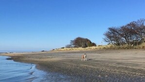 A beach with clear shallow water, a dog, and sparse vegetation. - Modern Bach with a Rural view (Riverton)