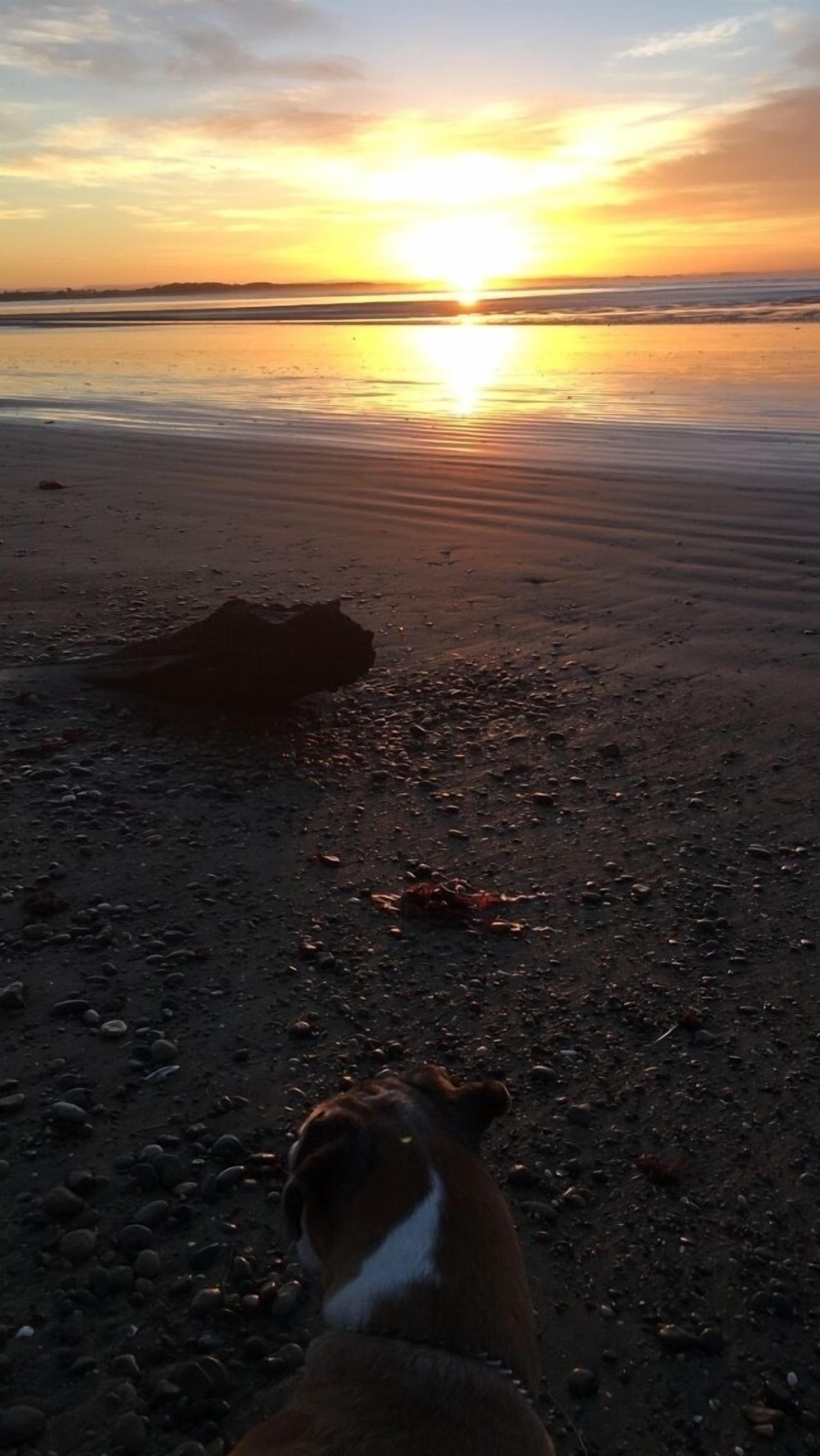 Koira rannalla auringonlaskun aikaan.