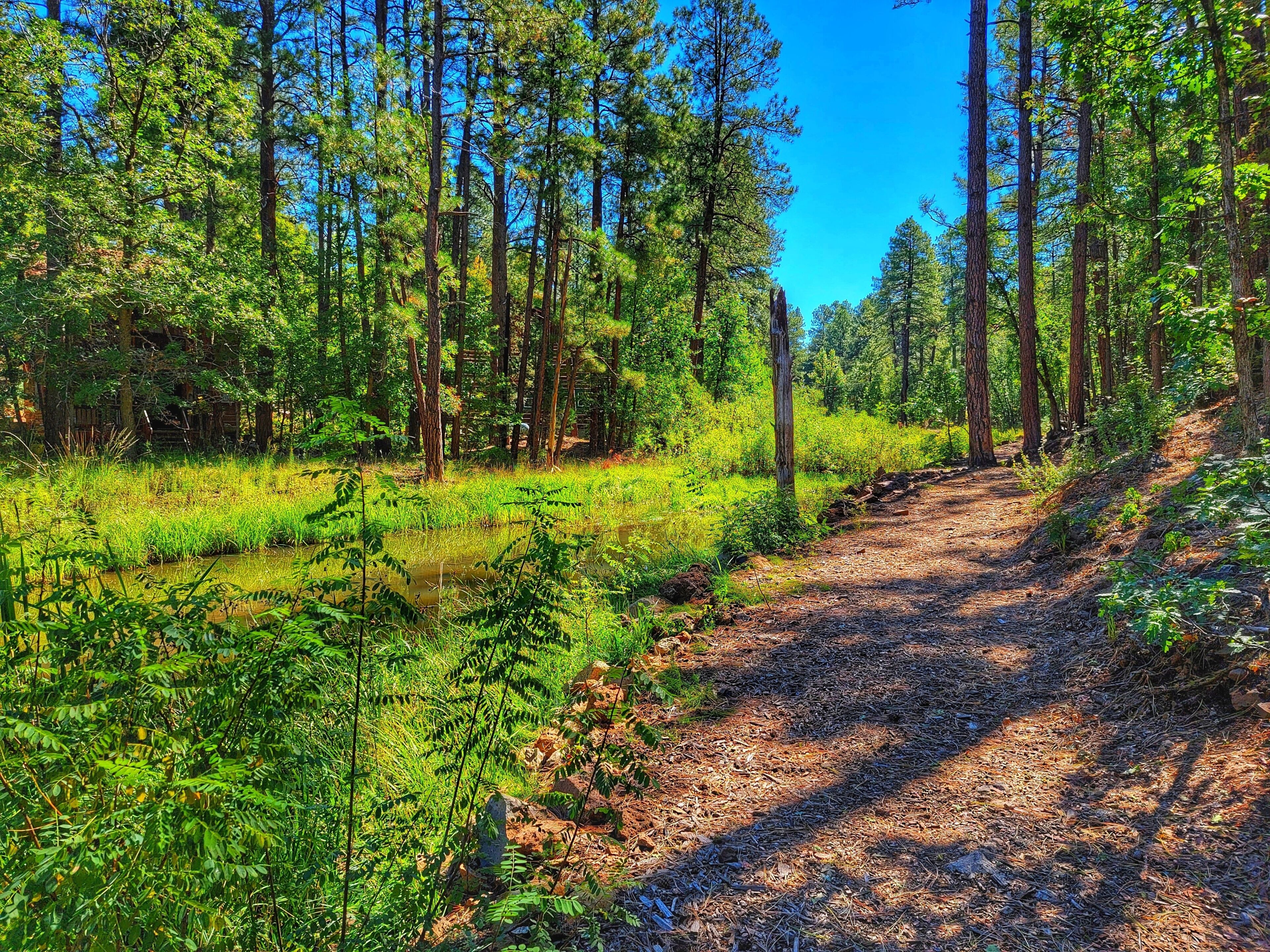 11 Best PetFriendly Cabins In Arizona Updated 2024