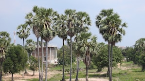 A construction site with palm trees and a building under construction.