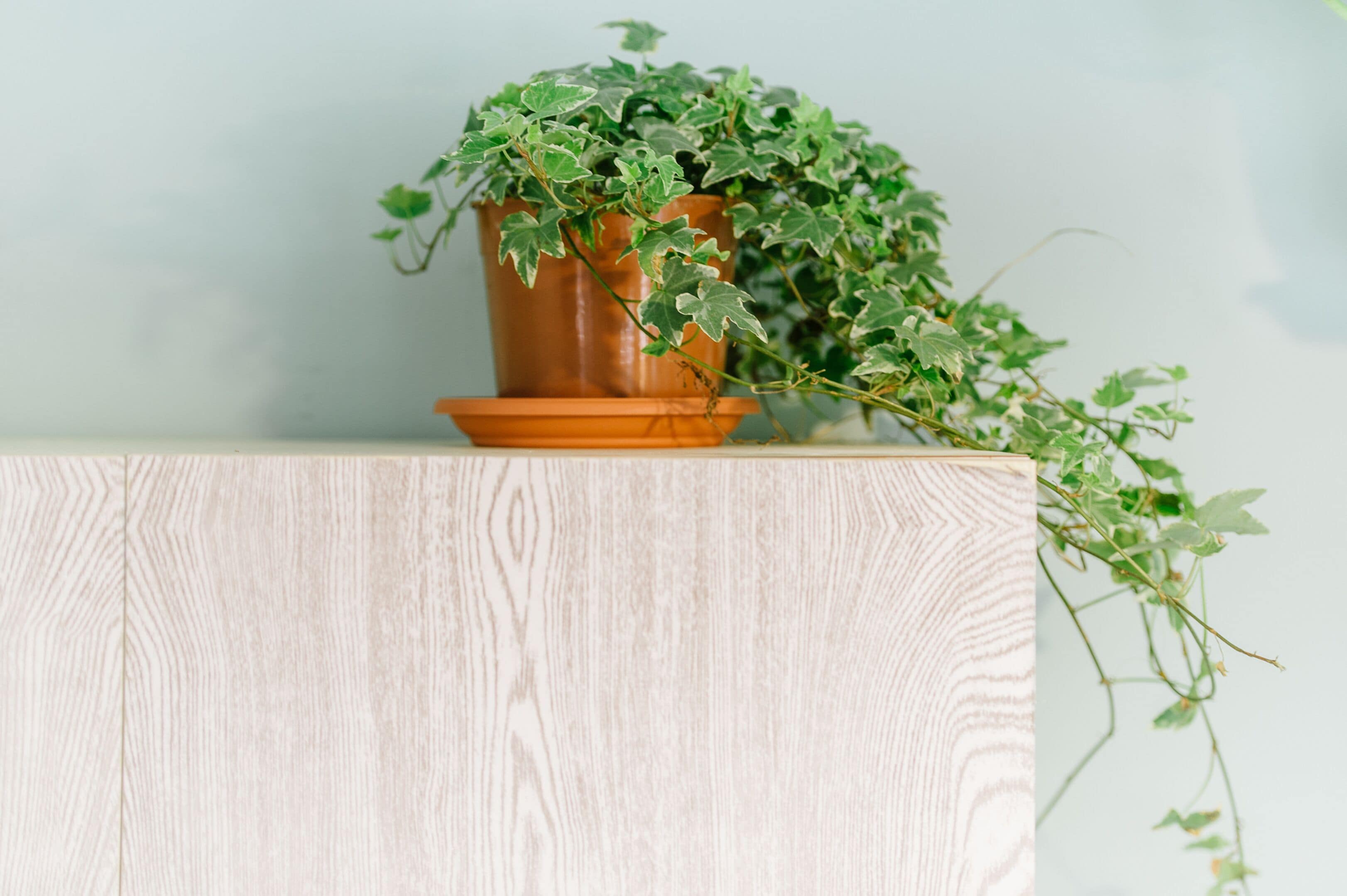 A potted plant with green leaves on a wooden surface.