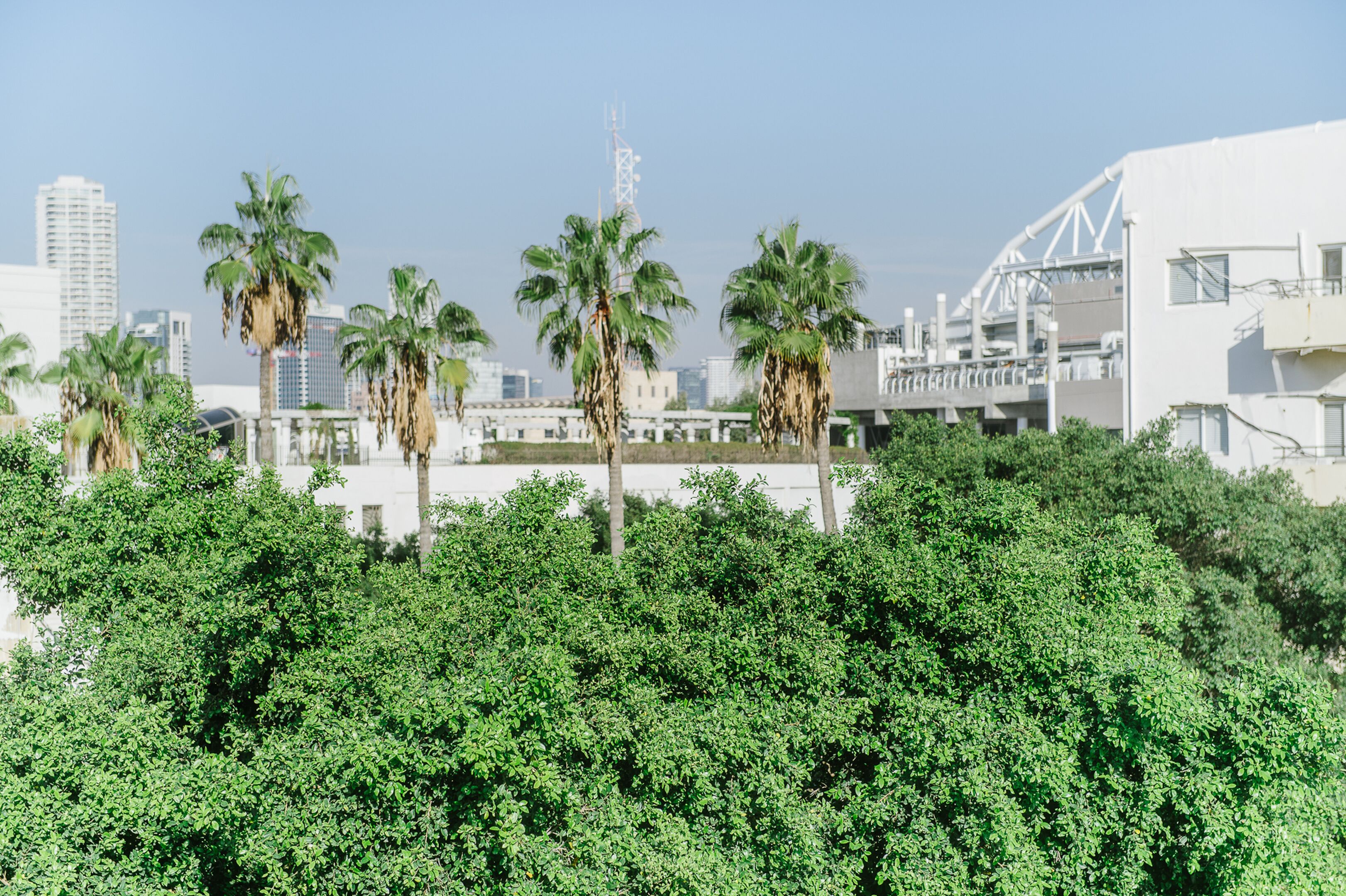 A cityscape with palm trees, modern buildings, and a large white structure with a unique design.