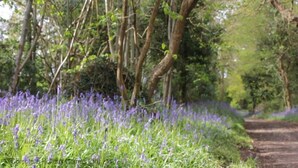 Un sendero serpentea por un jardín con flores púrpuras y árboles.