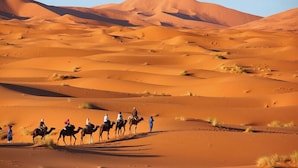 منطقة شواء/نزهات