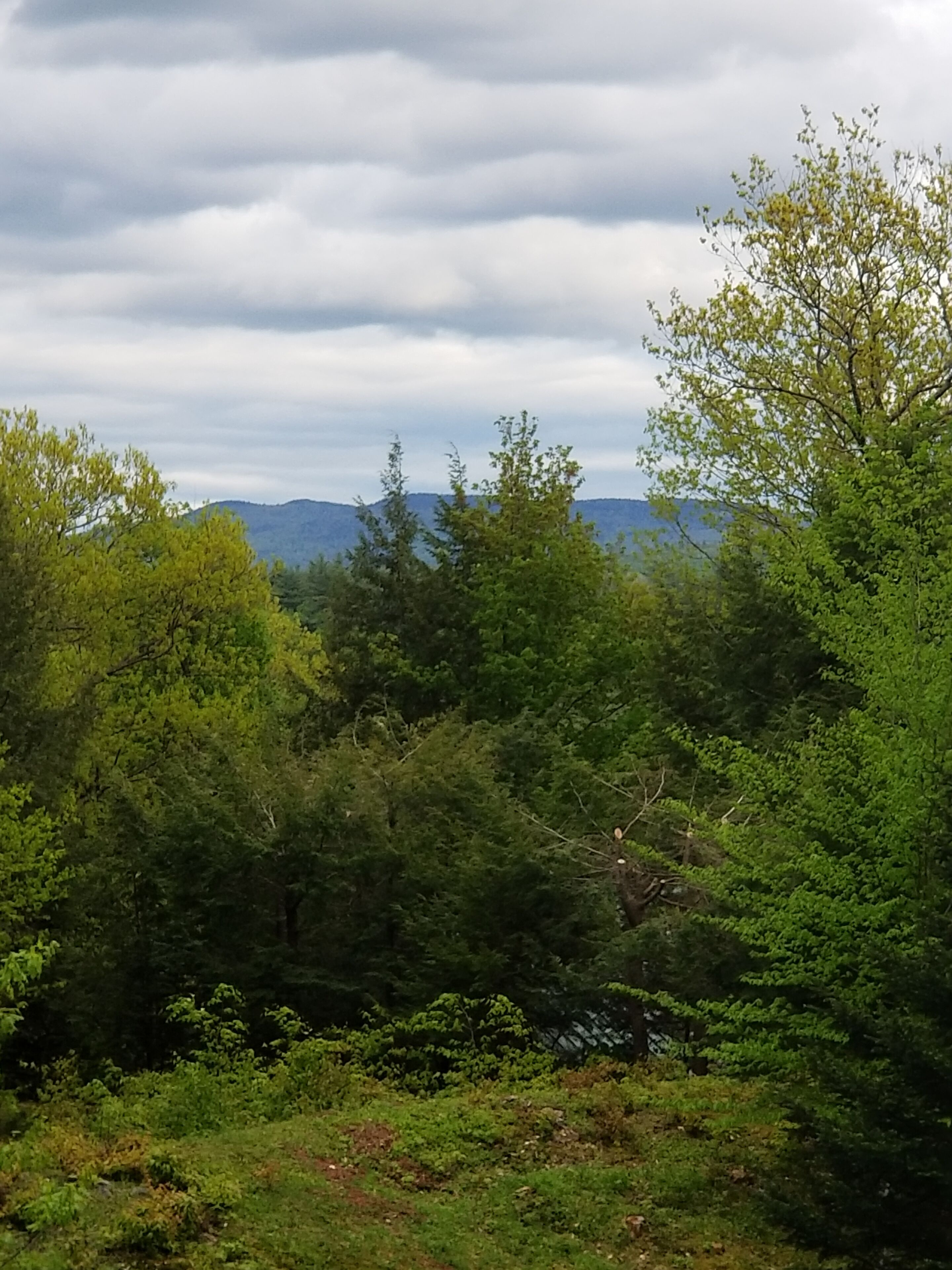 A dense forest with a variety of trees and shrubs.
