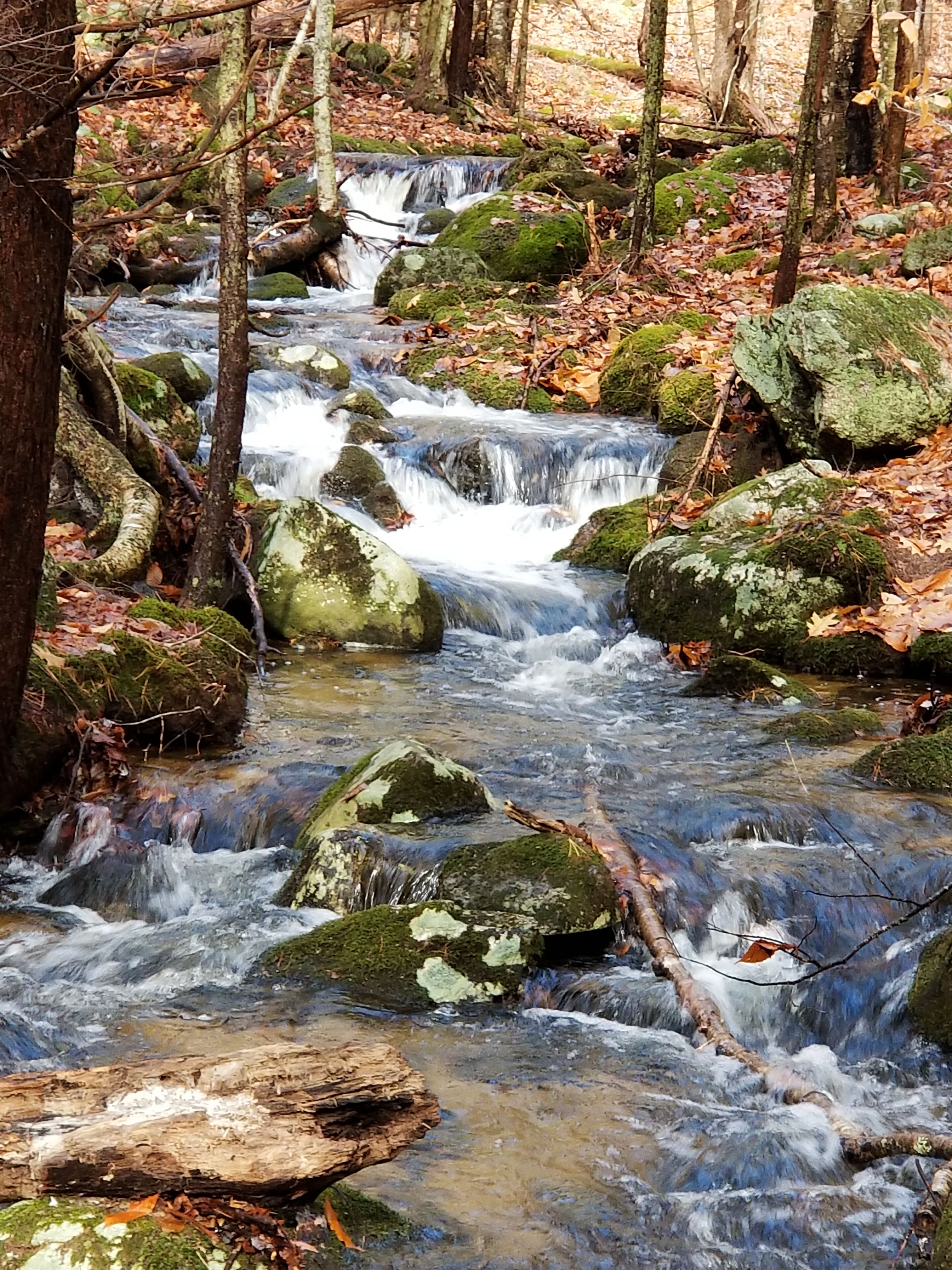 Un arroyo fluye sobre rocas en un área boscosa.