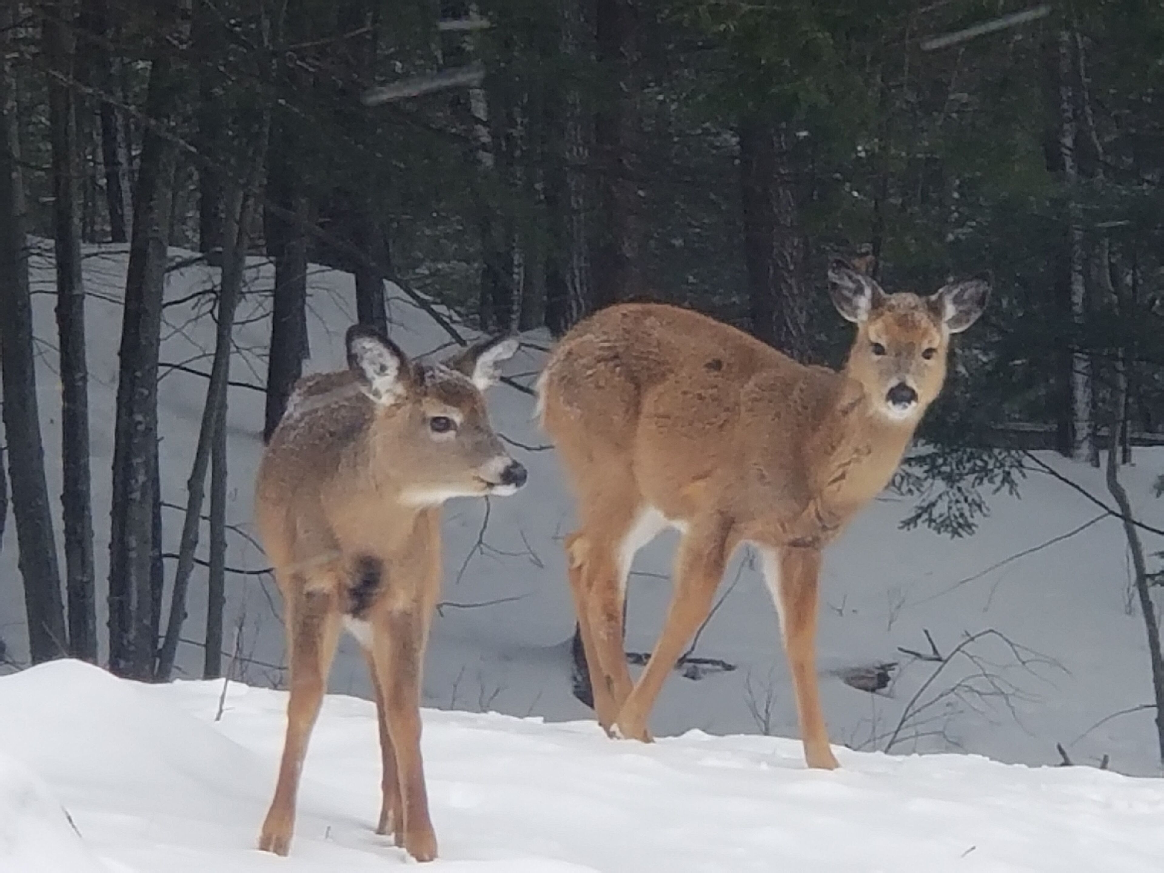 Two deer in a snowy forest.