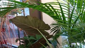 Un pequeño jardín interior con diversas plantas, una jardinera de madera y una fuente ornamental.