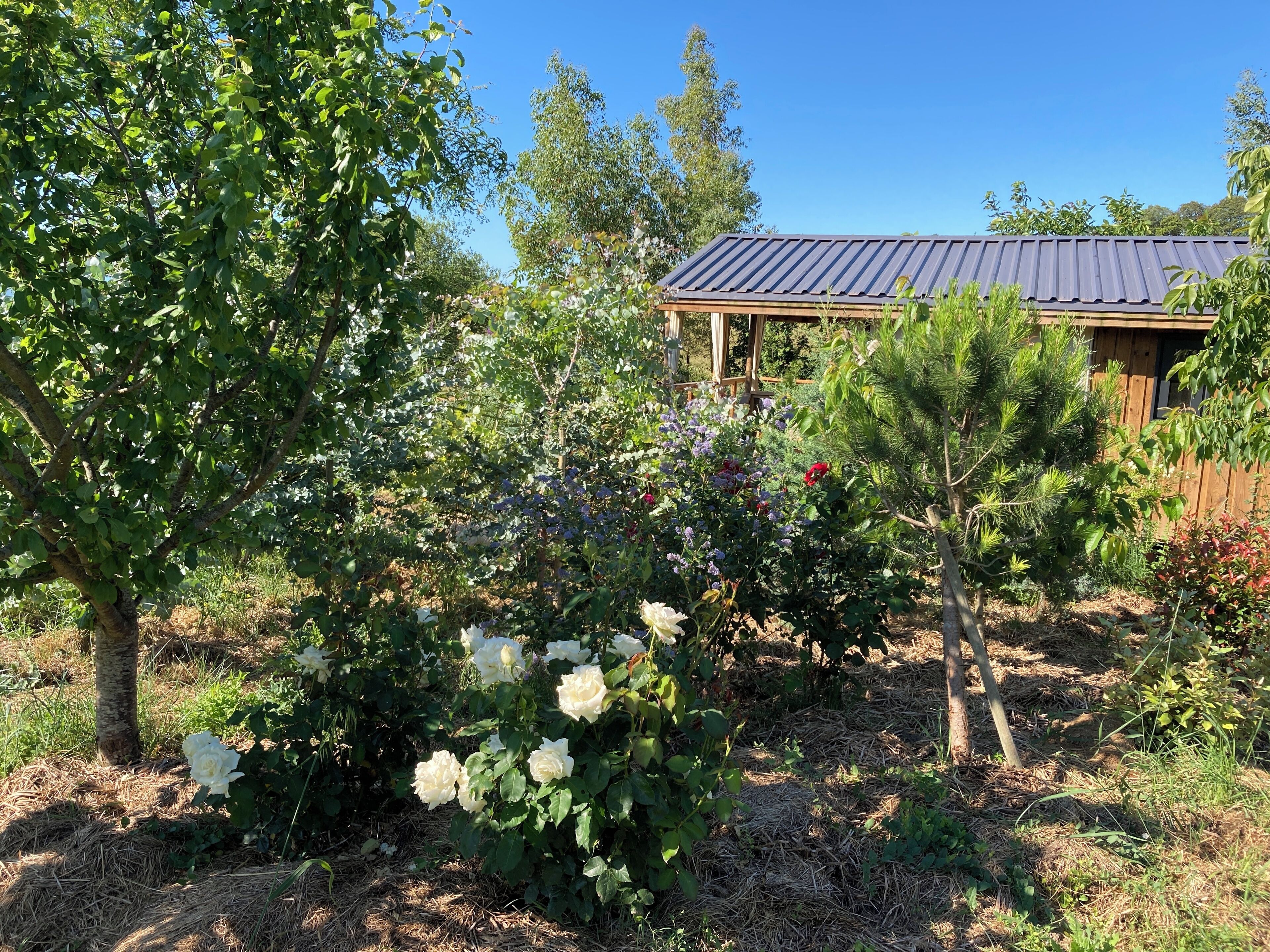 Ein Garten mit verschiedenen Pflanzen und Blumen, einer Holzkonstruktion und einem Gebäude mit Blechdach im Hintergrund.