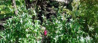 Private In-Law Suite