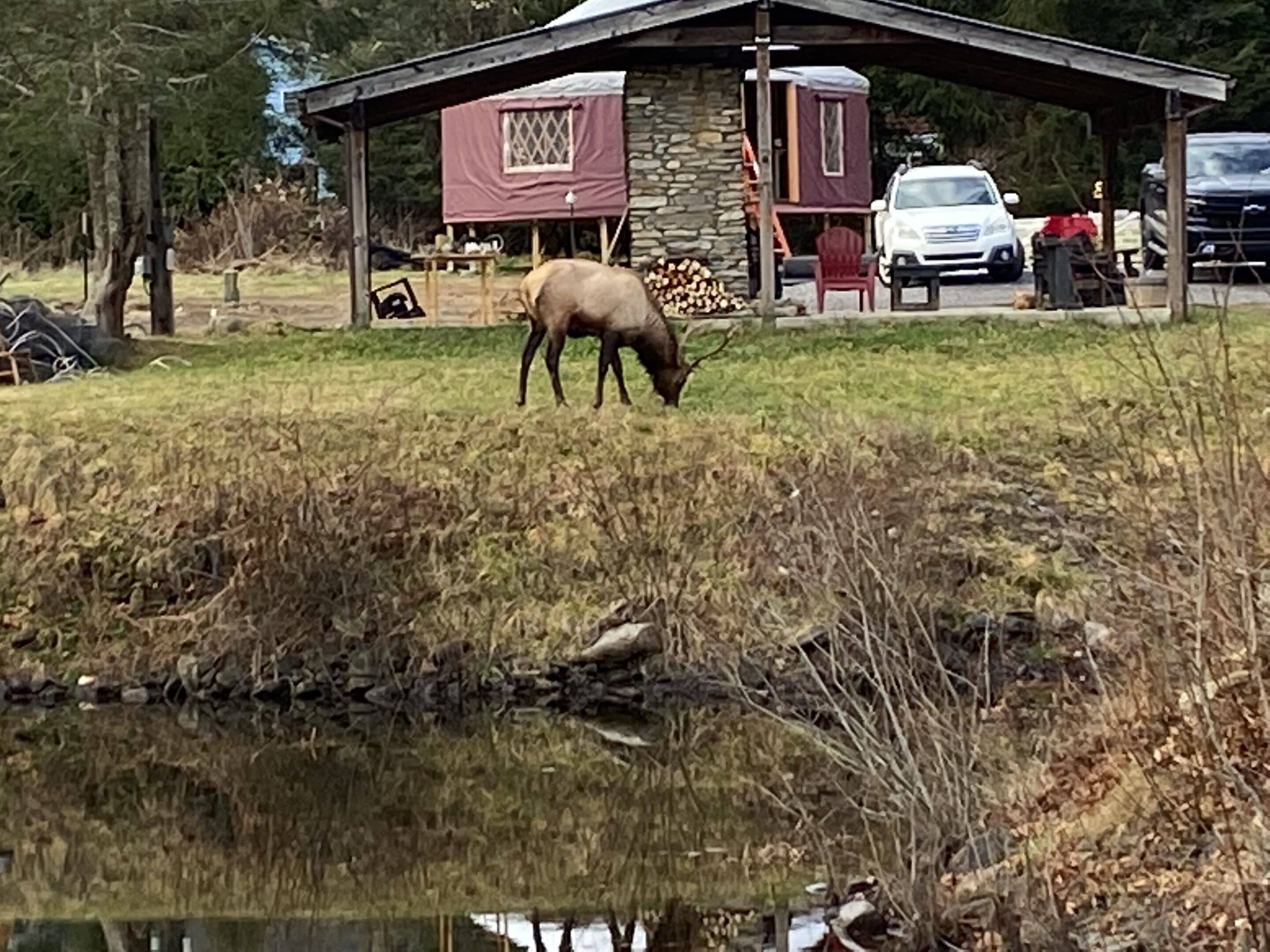 A stable with a stone wall and a covered area, a dog, and a car parked nearby.