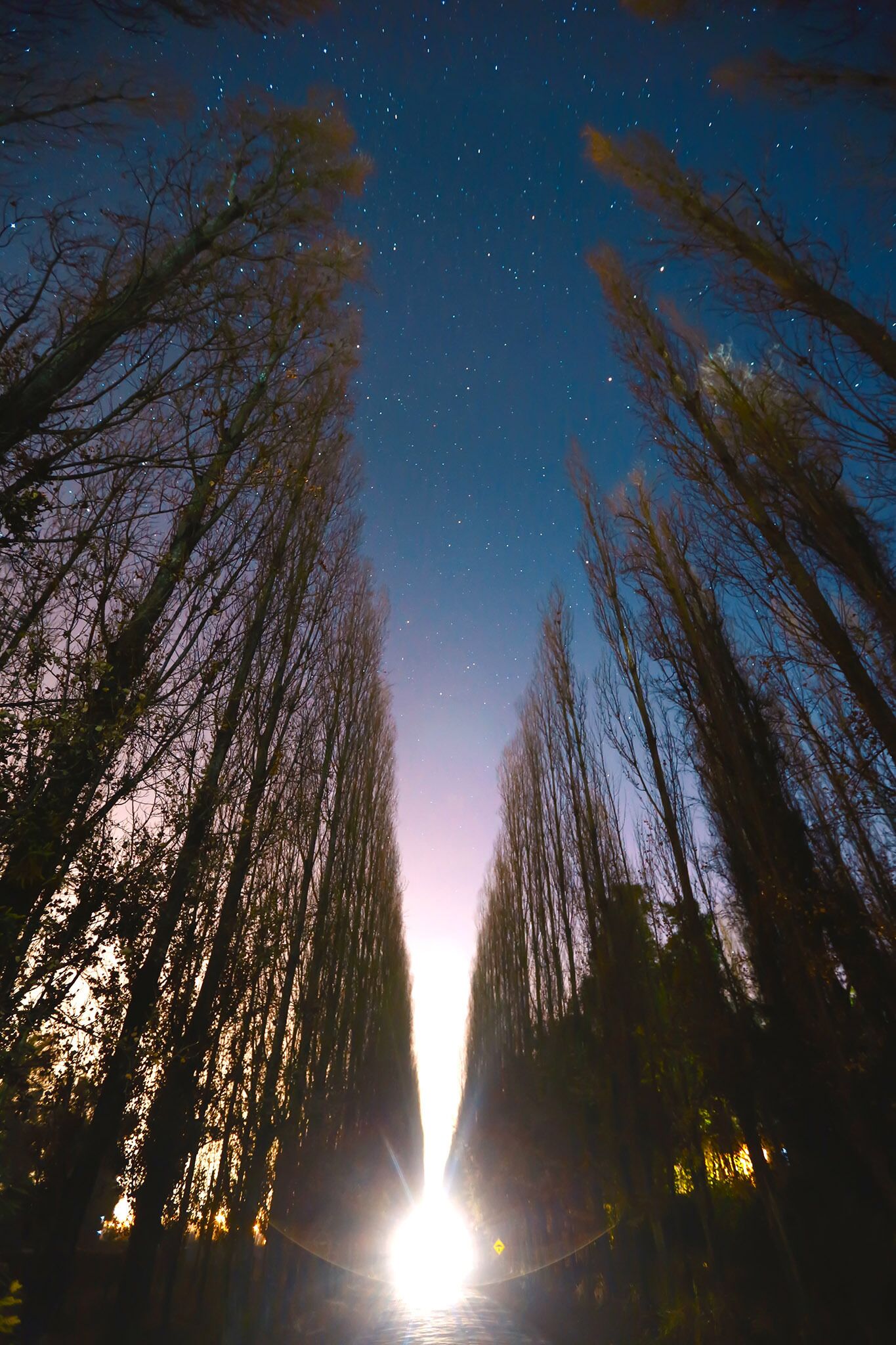 Vista nocturna de un camino bordeado de árboles que conduce a una fuente de luz brillante, posiblemente la entrada de un edificio.