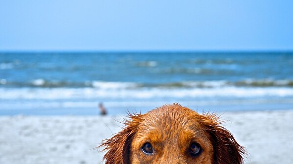 A dog on a beach with the ocean in the background.
