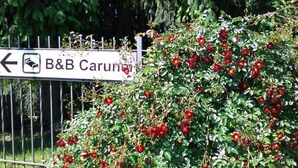 A sign for B&B Caruyn with a directional arrow. - B&B Carunei (Poggiridenti)