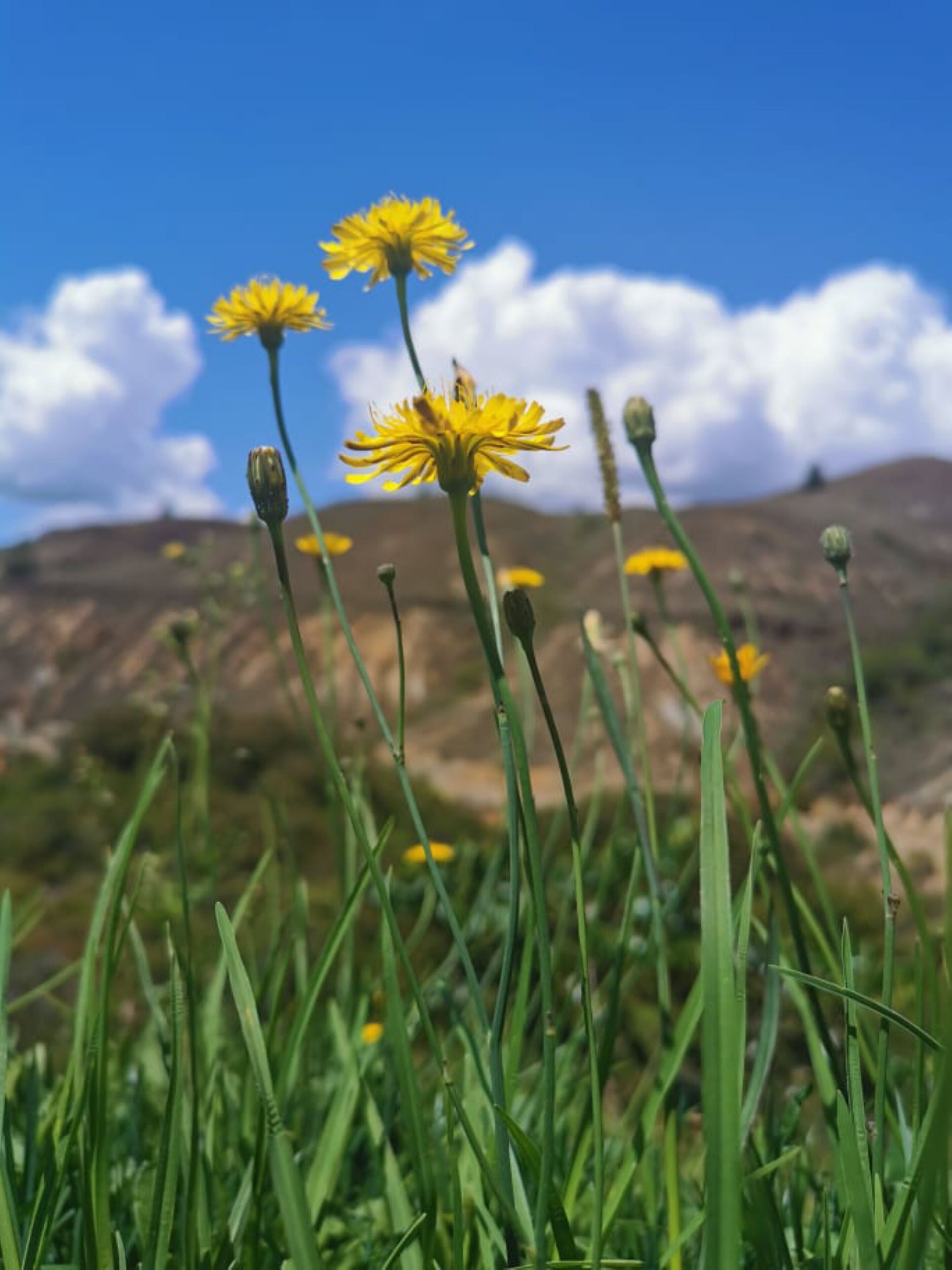 Ein Feld voller gelber Blumen, grünes Gras und eine gebirgige Landschaft im Hintergrund.