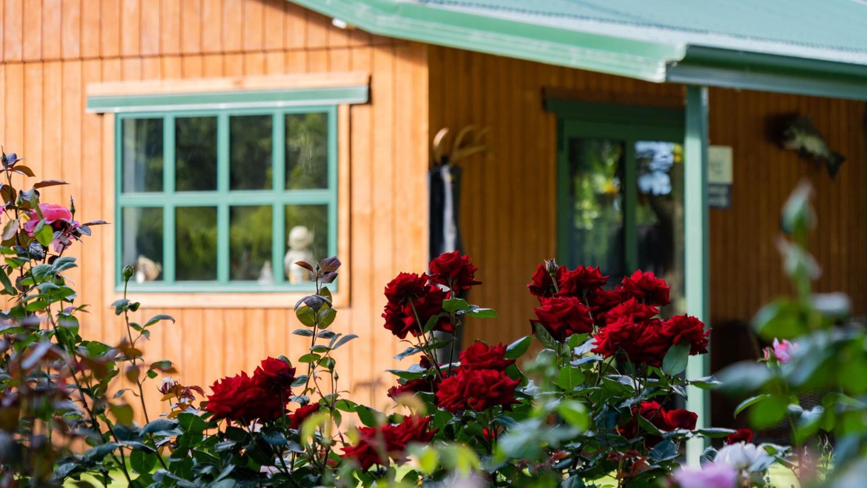 A wooden building with a green window and door, surrounded by red roses.