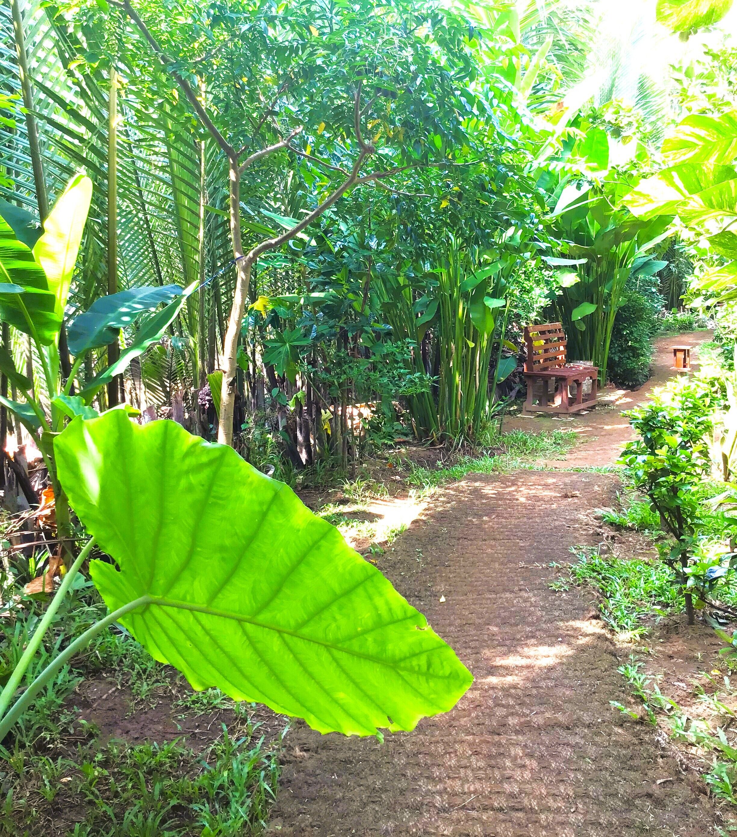 A garden path surrounded by lush greenery and a wooden bench.