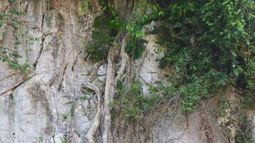 A rocky cliff with dense vegetation and a wooden structure at the base.