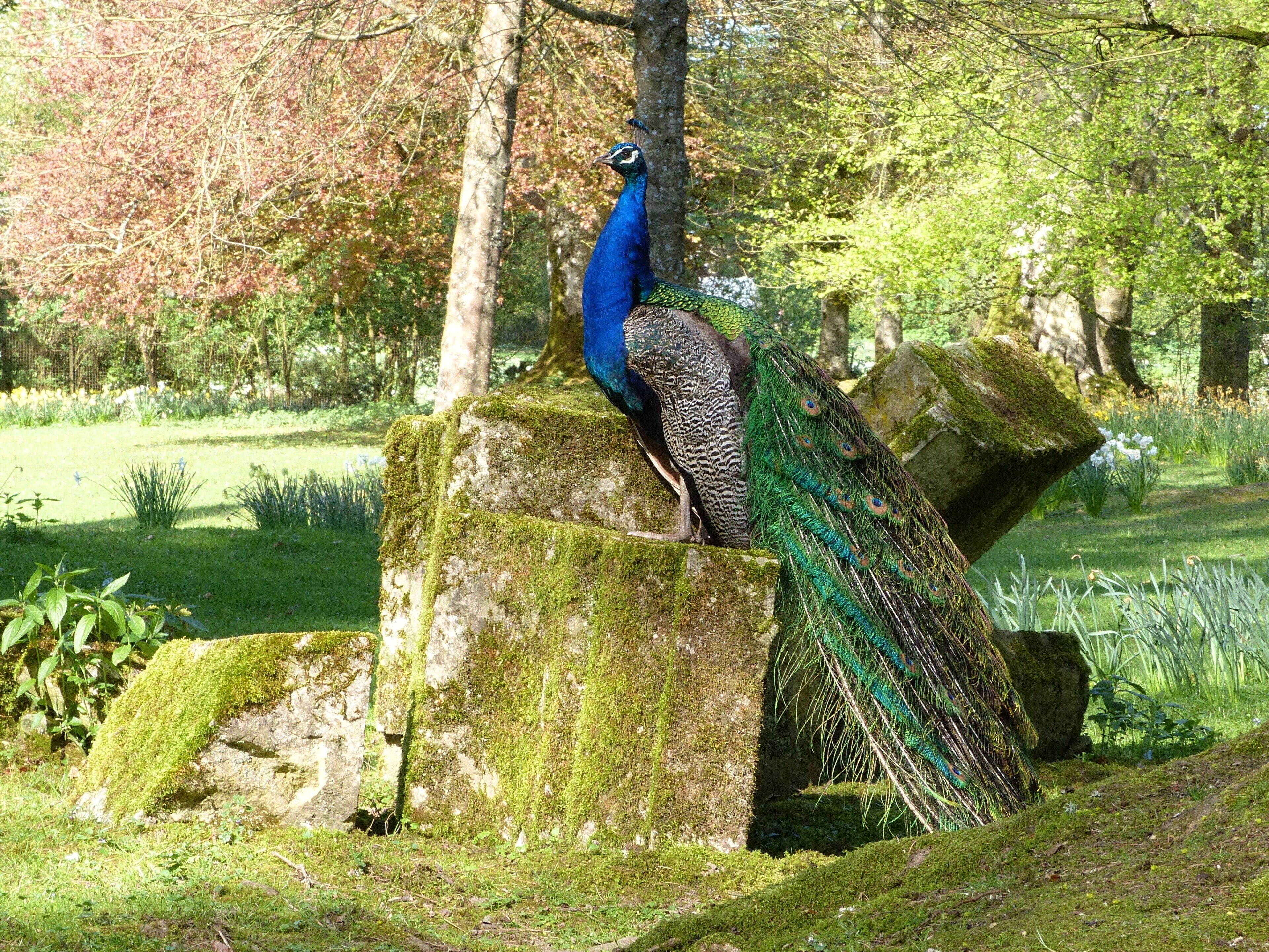 Un paon était perché sur un rocher recouvert de mousse, dans un jardin luxuriant.