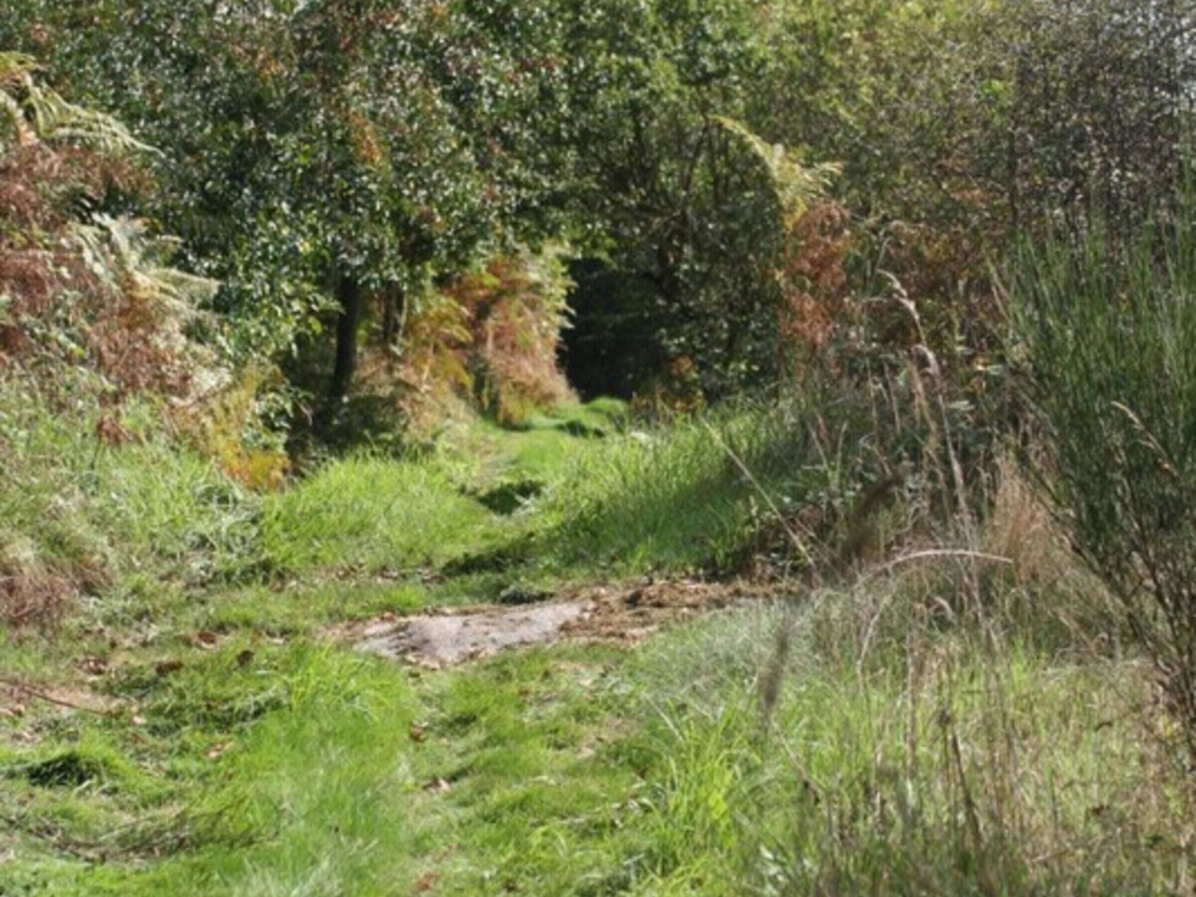 Ein schmaler, unbefestigter Weg, umgeben von dichtem Grün und Bäumen.