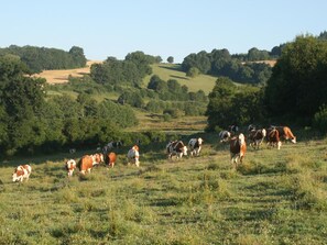 A rural landscape with a herd of cows grazing in a field.