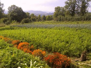 Property grounds - Cozy chalet, wild nature, PC internet, great for hiking (Saint-Martin-la-Sauveté)
