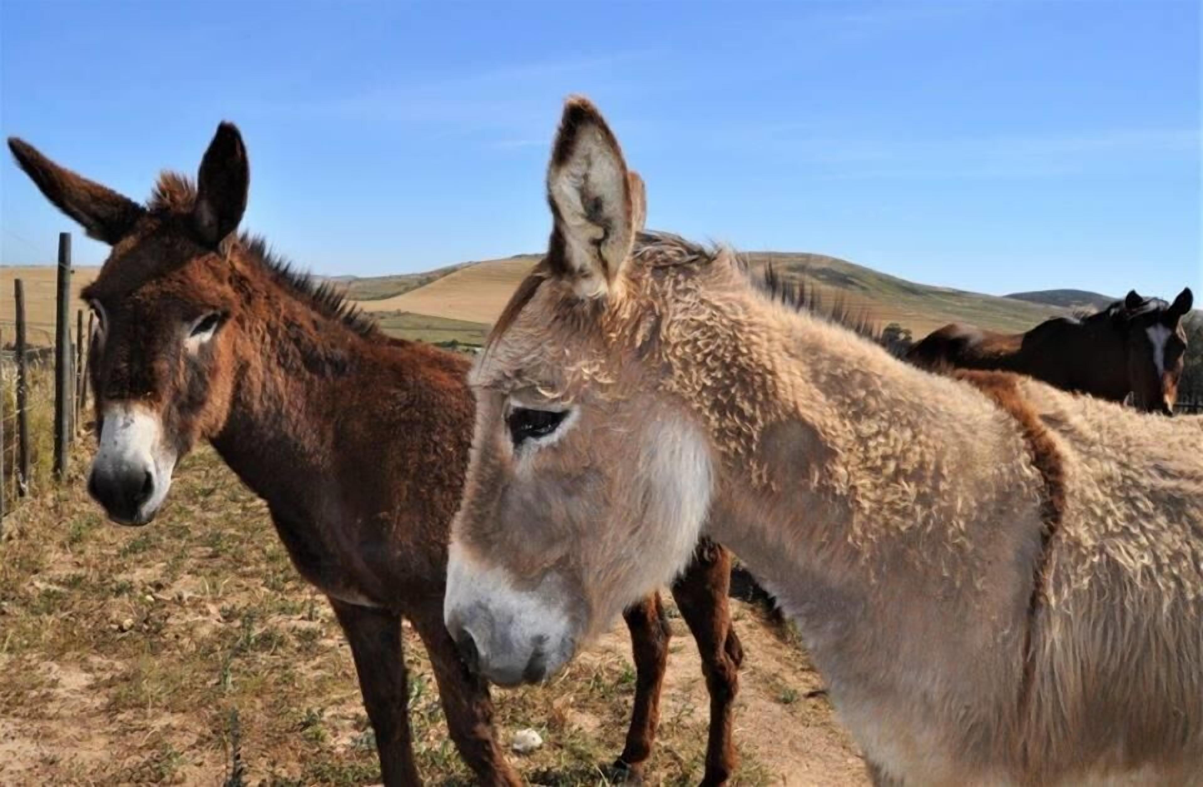 Photo - Anna Beulah Farm