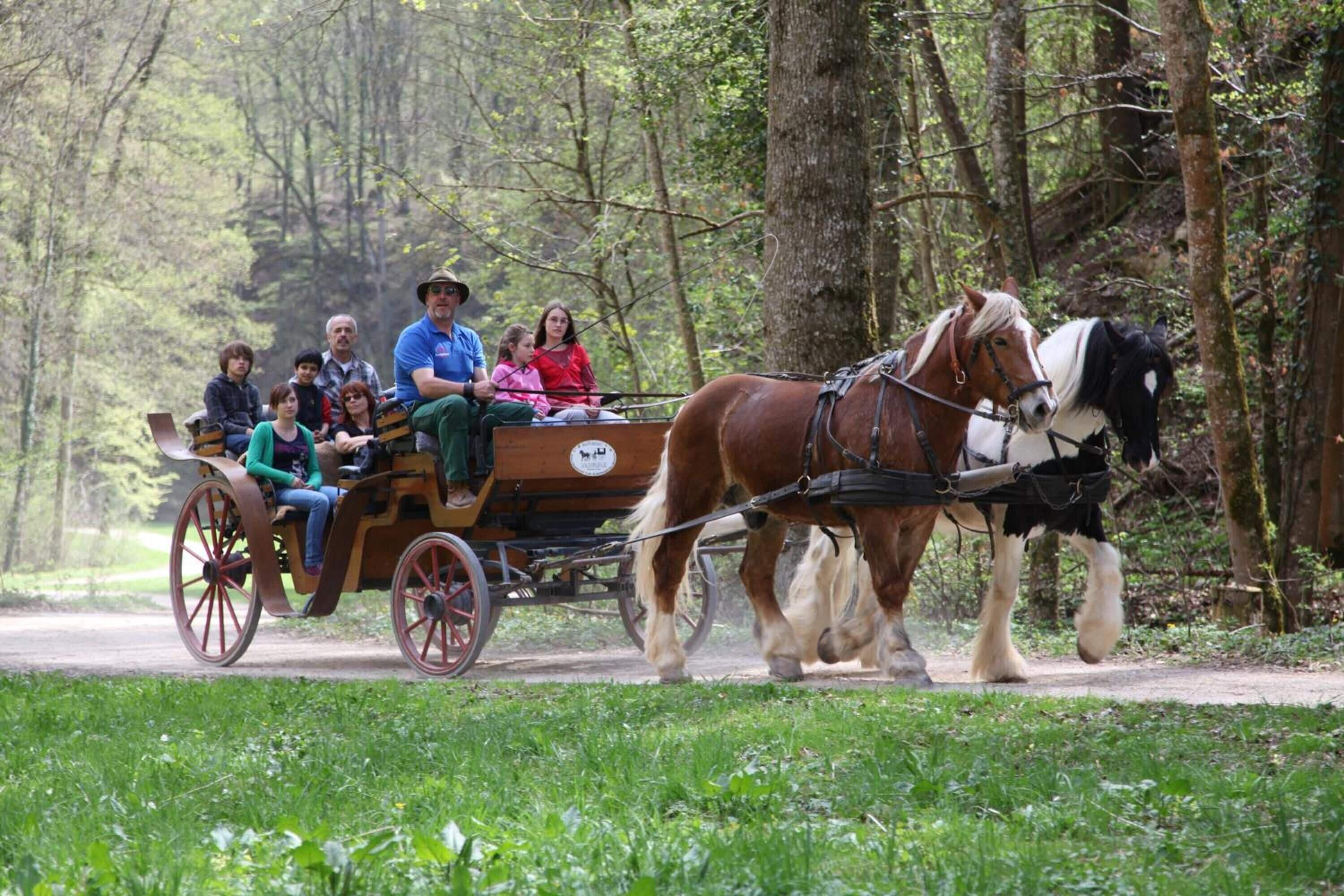 Une calèche tirée par des chevaux transportant des passagers sur un sentier forestier.