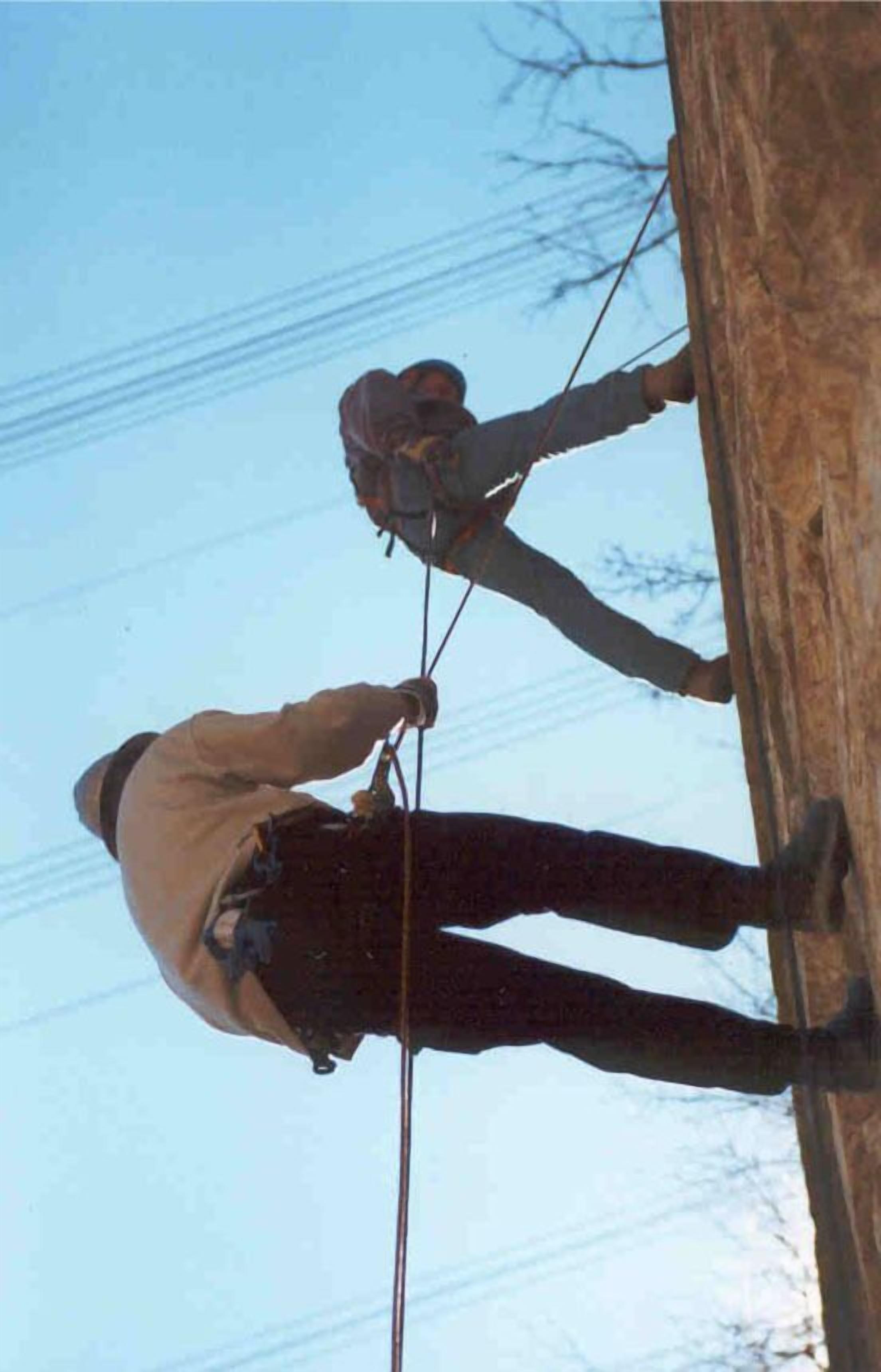 A person climbing a tree, wearing a harness and using a rope.
