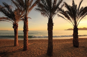 Guests can enjoy a serene beach scene with palm trees swaying in the breeze.