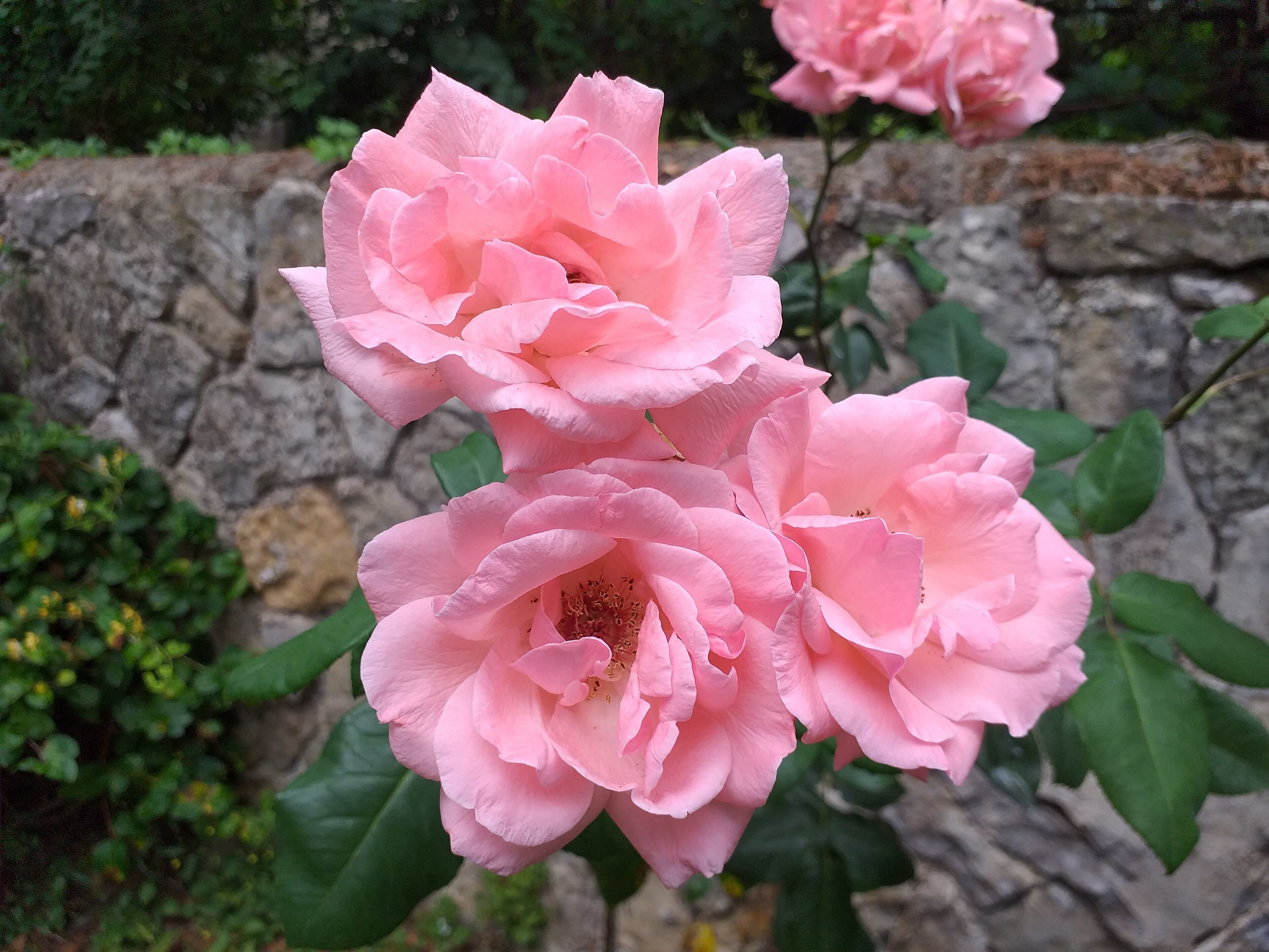 花園