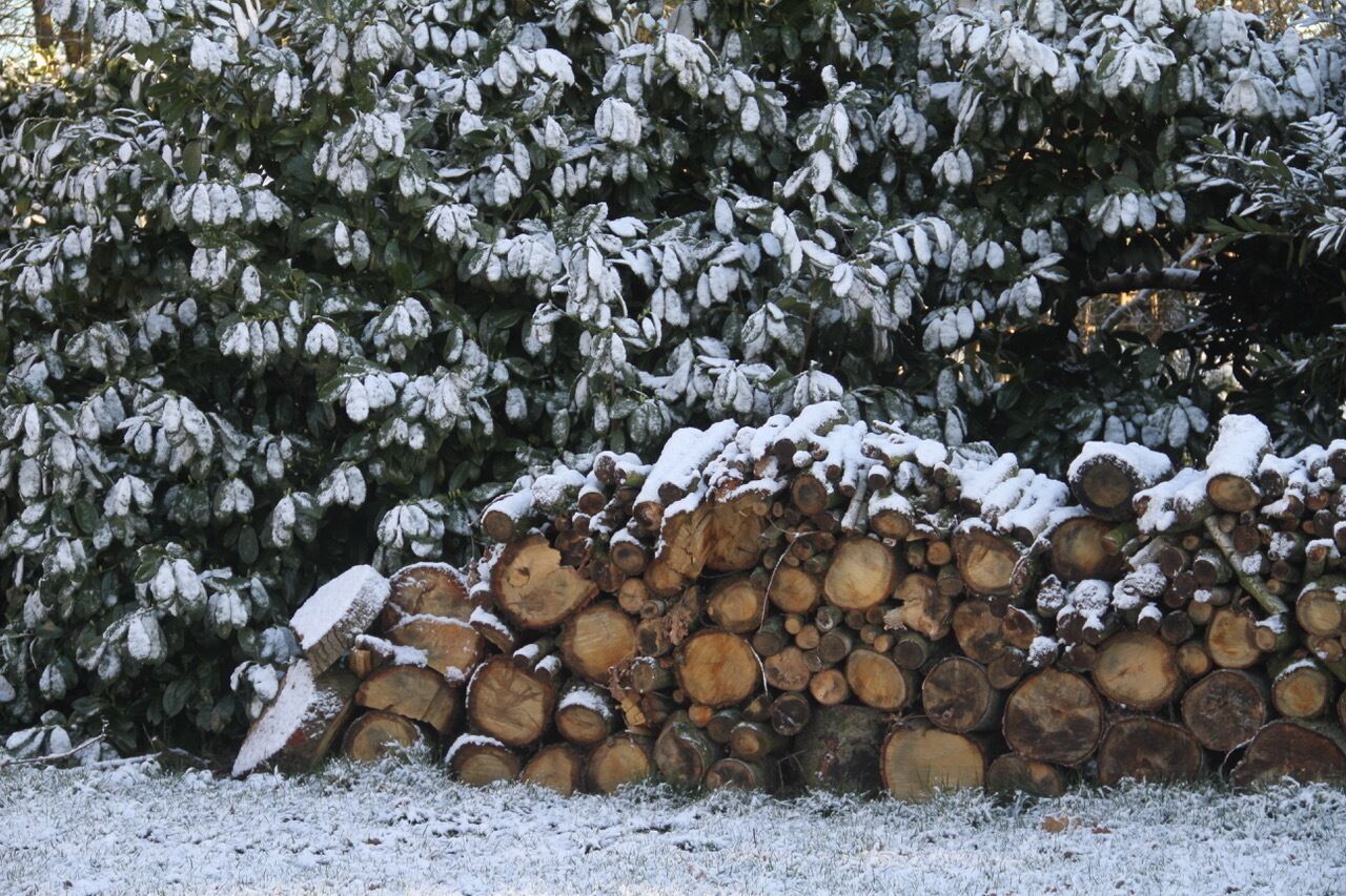 A stack of firewood covered in snow, with a snow-covered bush in the background.