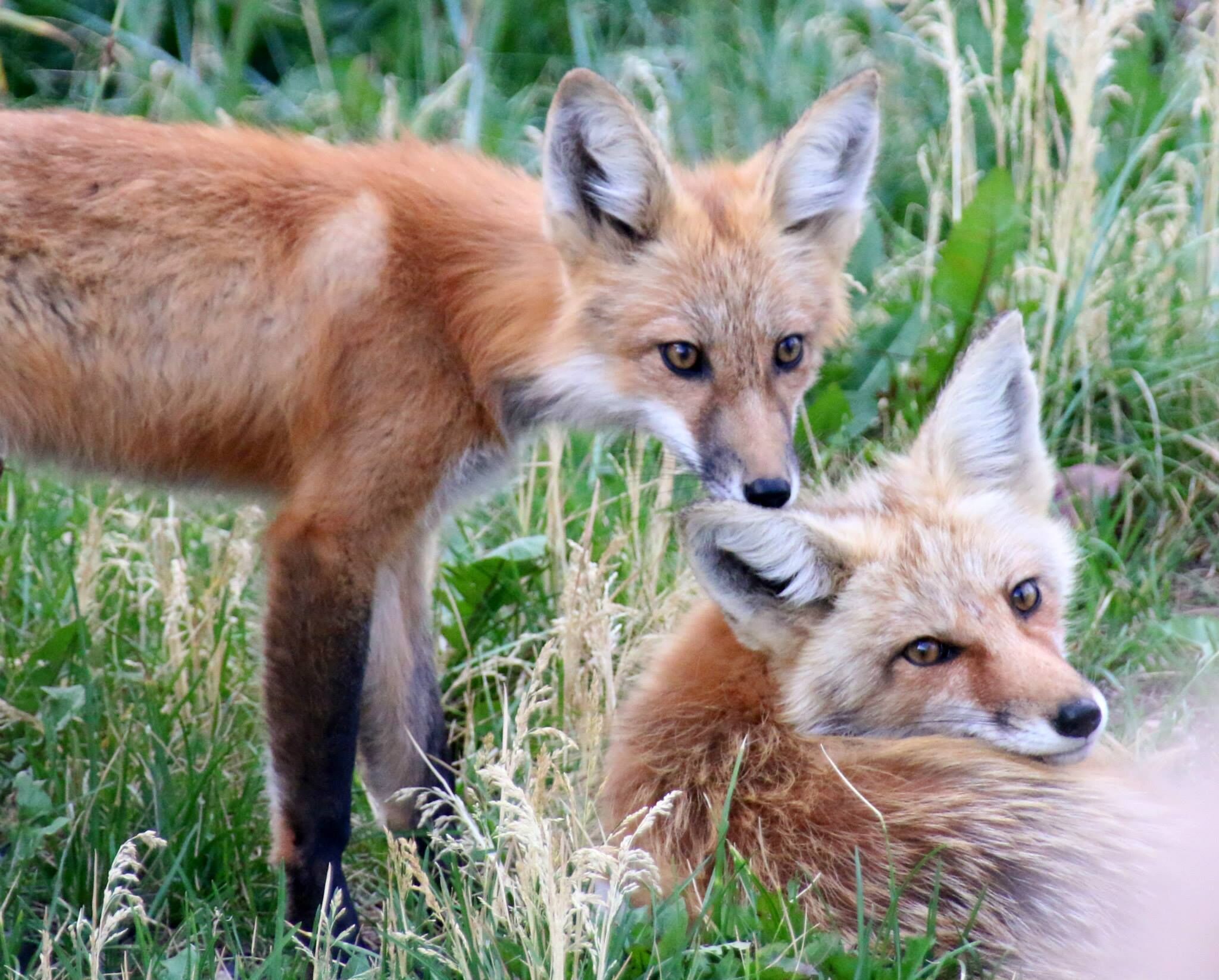 Deux renards dans un champ d’herbe.