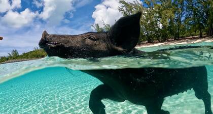 Cozy Cove/Beach/FREE Golf Cart/Umbrella/Chairs/Kayak/Quiet Dead End Street